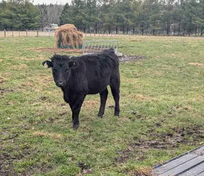 Beef Heifer for Sale, View more