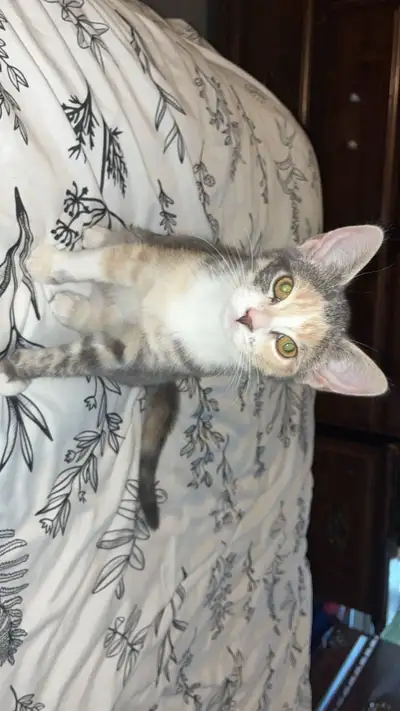 Stray Kittens need of a home , View more