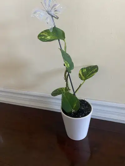 Healthy Golden Pothos plant in a white pot. Features a decorative butterfly garden stake. Great addi...