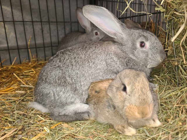 Waiting list - Flemish giant rabbits - Purebred pedigreed in Small Animals for Rehoming in North Bay - Image 2