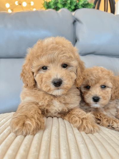 Toy BichonPoodle Puppies Ready for Their Forever Homes!, View more