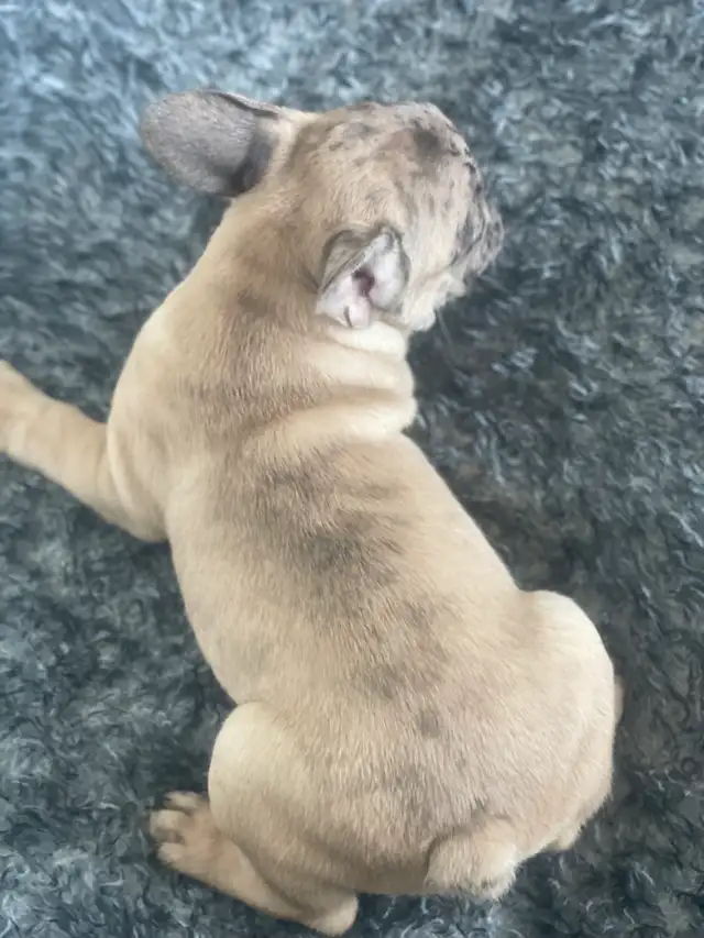 chiot bulldog français, frenchie puppies in Dogs & Puppies for Rehoming in City of Montréal - Image 6