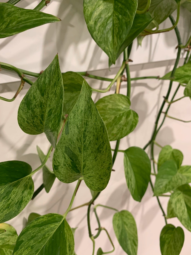 Pothos “Marble Queen” Leaf Clippings in Plants, Fertilizer & Soil in Muskoka - Image 4