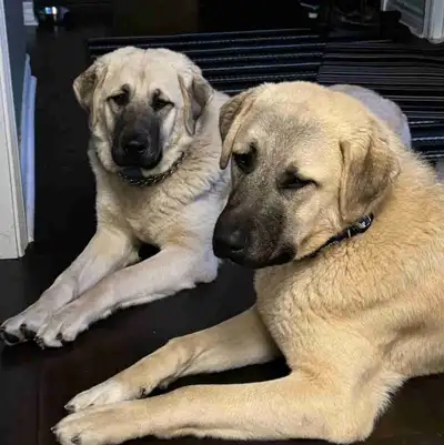 Puppies for Sale, View more