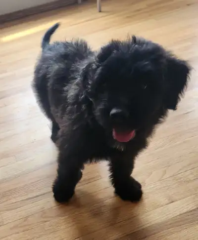 Purebred Bouvier des Flandres, View more