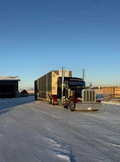 Company Driver/ Lease op to haul pigs, View more