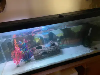 55g aquarium, View more