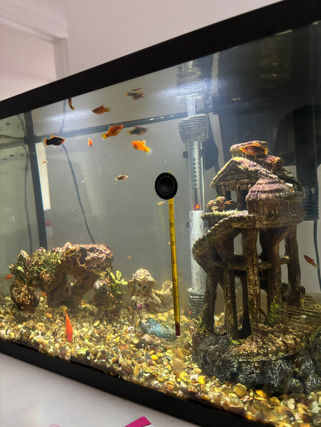 Platy Fish for sale in Fish for Rehoming in Ottawa