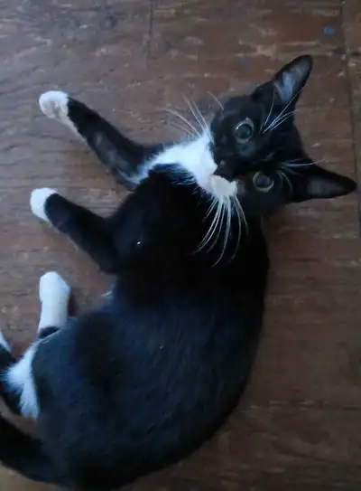 Cat looking for forever home, View more