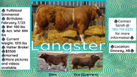 Yearling Simmental Bull for Sale