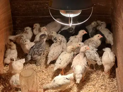 3 1/2 wk old mixed chicks, View more