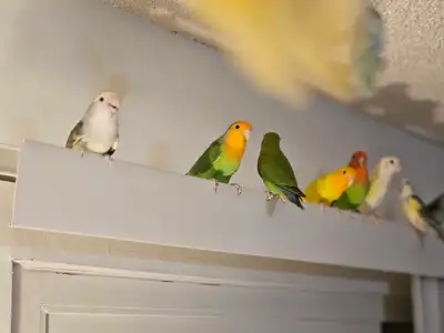 Love birds , View more