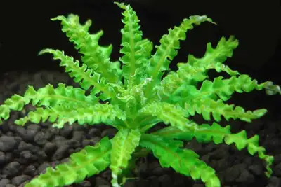 Aquarium Plants PogostemonHelferi Short small foreground plant, unique cactus looking. 5 stems for $...
