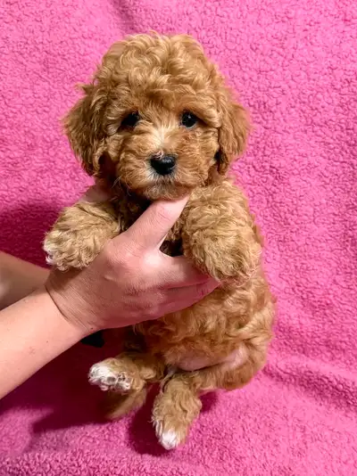 Pure Mini Poodles Non shedding. 2 months old 4 puppies available. 1 male - Red - $1000 2 female - Si...
