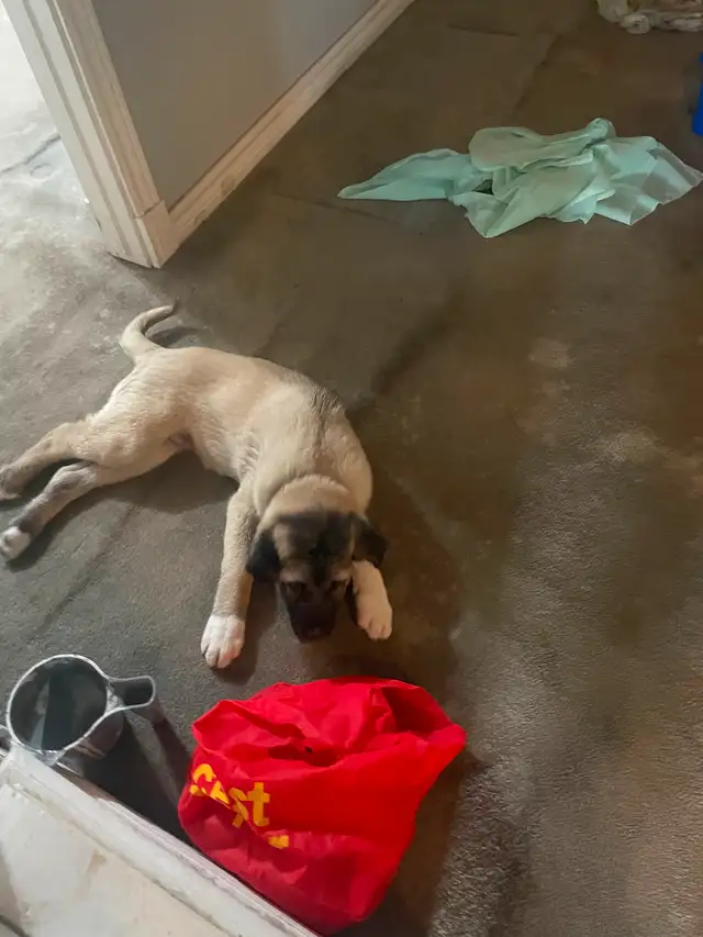 Kangal male 7 months old in Dogs & Puppies for Rehoming in Gatineau - Image 9