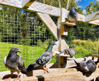 PIGEONS FOR SALE  - Pickering $40
