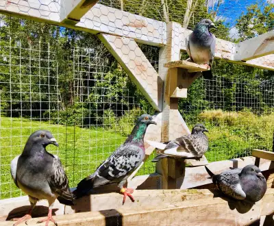PIGEONS FOR SALE  - Pickering $60, View more
