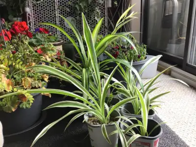 Spider Plants, Maturing ready to have babies, potted and ready., View more