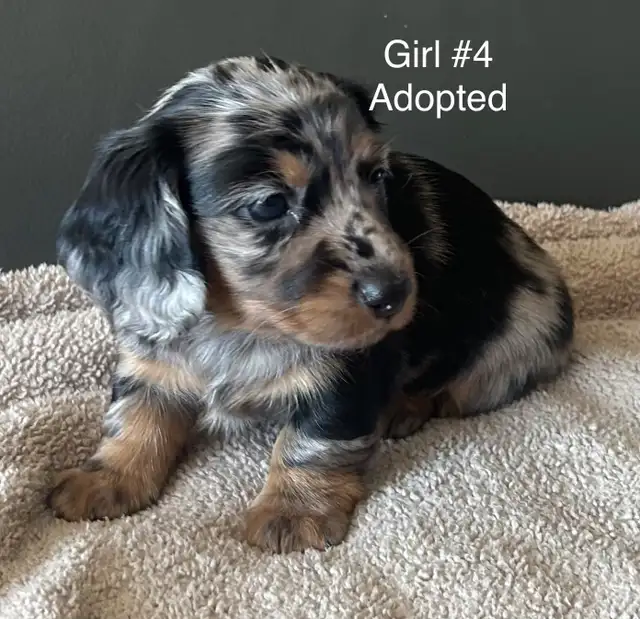 adorable Long Haired Miniature Dachshund in Dogs & Puppies for Rehoming in Mississauga / Peel Region - Image 6