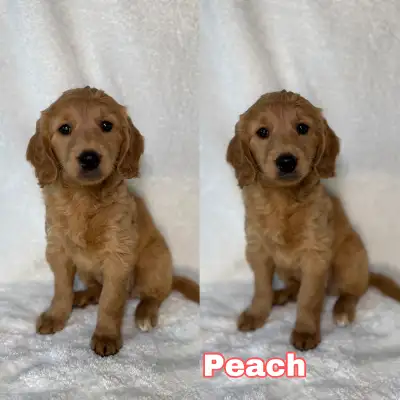 Mini Goldendoodle puppies, View more