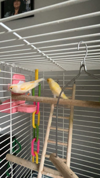 2 Canaries for sale 