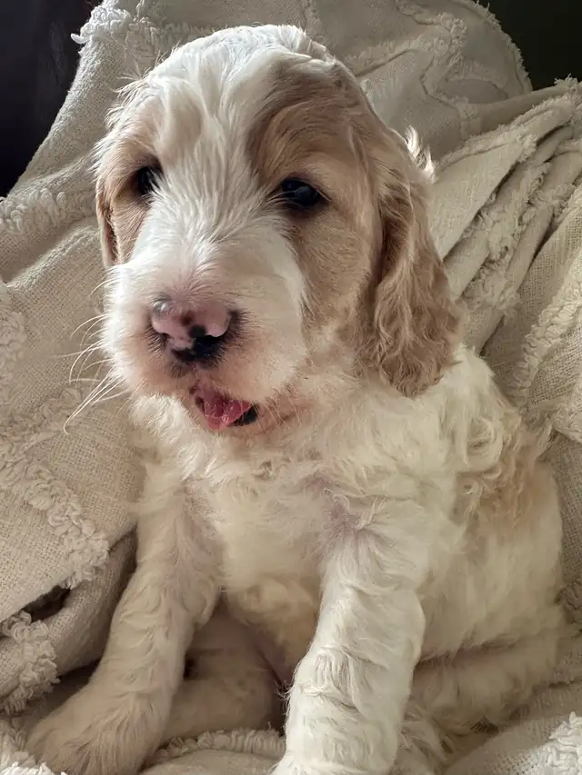Stunning Cockapoos. in Dogs & Puppies for Rehoming in Edmonton - Image 10