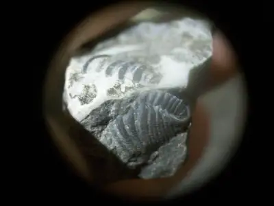 FLEXICALYMENE FOSSIL TRILOBITE--FROM SOUTHERN ONTARIO, View more