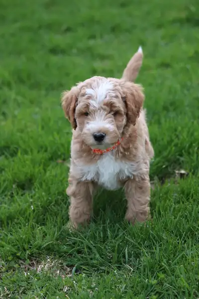 Mini whoodle puppies available and ready to go on May 6th. They will range between 22 to 28 lbs adul...