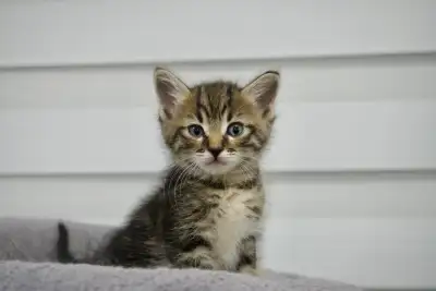Tabby Kittens, View more