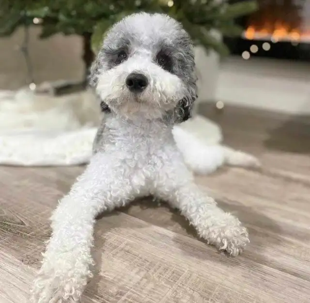 Poodle puppies in Dogs & Puppies for Rehoming in Winnipeg - Image 7