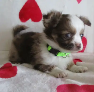 CHIHUAHUA 'S LONG HAIRED MERLE'S  READY TO GO "" BEAUTIFUL, View more