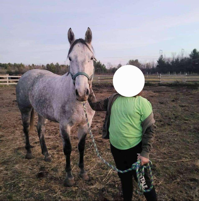 9 year old Quarter Horse for sale in Horses & Ponies for Rehoming in Kingston