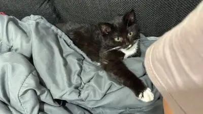 kitten for adoption , View more