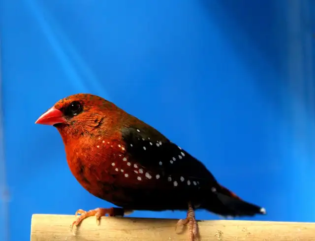 BENGALI ROUGE MÂLE DISPONIBLE in Birds for Rehoming in Saint-Jean-sur-Richelieu - Image 5