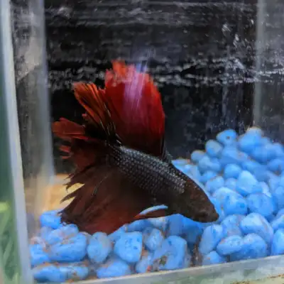 Betta fish, View more