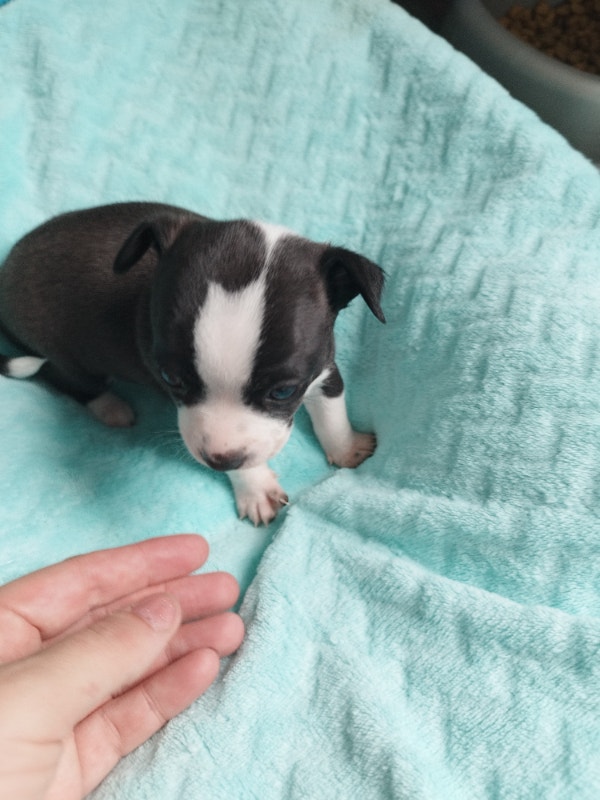 Chilier puppies Cavalier King Charles Spaniel x Chihuahua Dogs