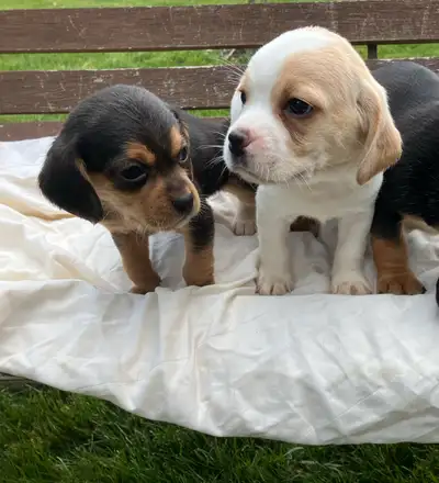 Mother is a puggle, father is a beagle. Pups are a beautiful mix of both parents. Puppies are very p...