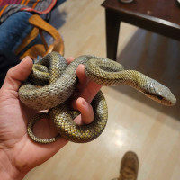 Japanese Rat snake sub adult(serious)and enclosure+everything 