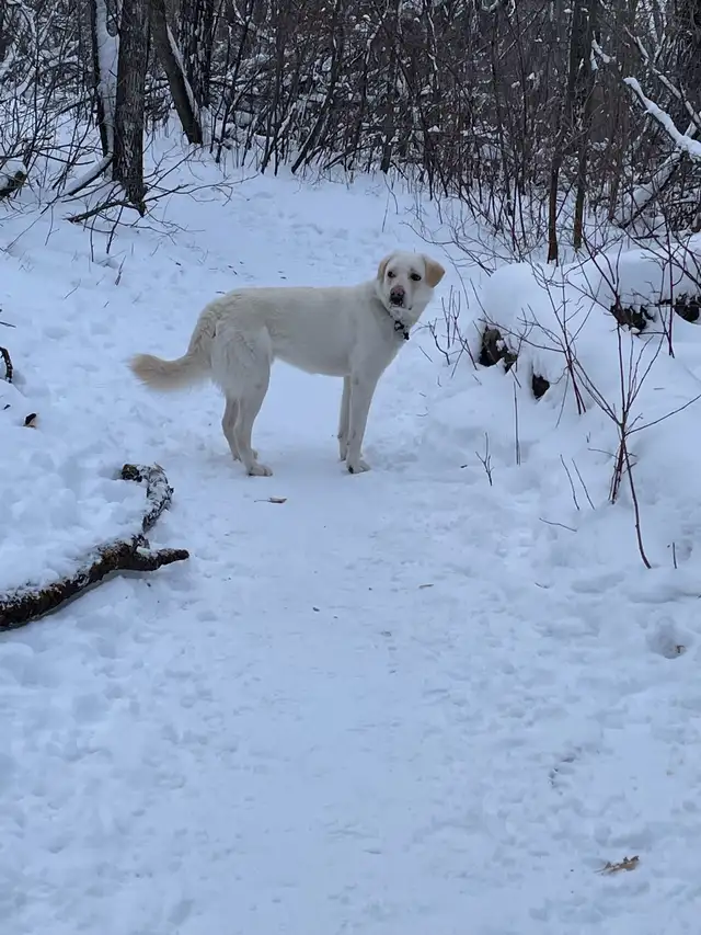 Dog timeshare, anyone?414910784902287360