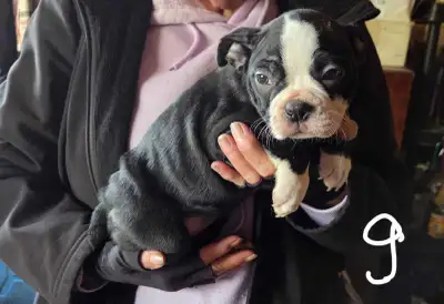 Boston Terrier Puppies, View more