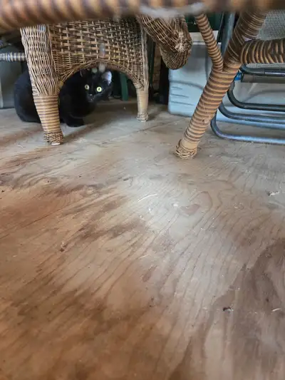 Chats à donner  c'est urgent, View more