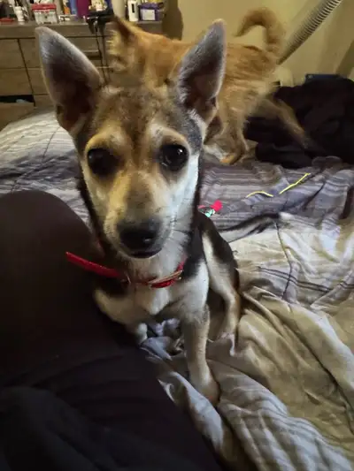 Millie is almost 1 year old she is great with kids and other dogs and cats. Pick up only she loves t...