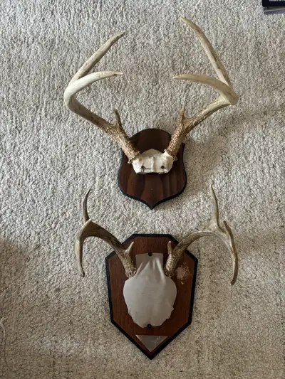 Real antlers mounted. Price for both.