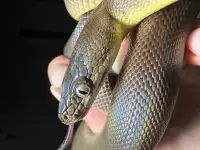 Australian water python for sale