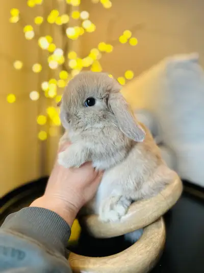 Bébés lapins nain bélier hollandais mâles et femelle ❤️❤️❤️, View more