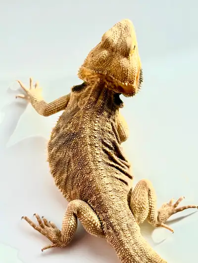 Male bearded dragon leatherback, about 2 years old, healthy, eating well, eats a variety of greens a...