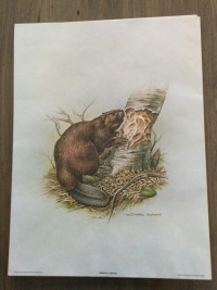Canadian Wildlife Prints