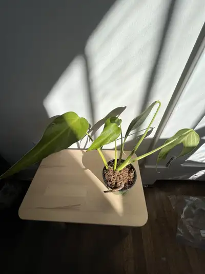monstera burle marx flame, View more