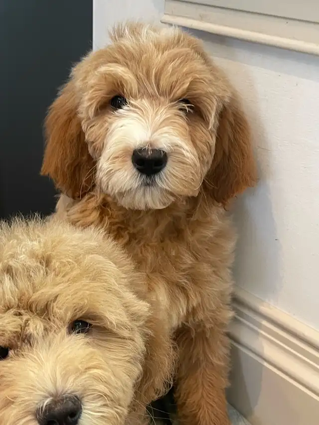 mini golden doodle puppies in Dogs & Puppies for Rehoming in Mississauga / Peel Region - Image 3