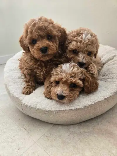 Toy poodle puppies 2 left, View more